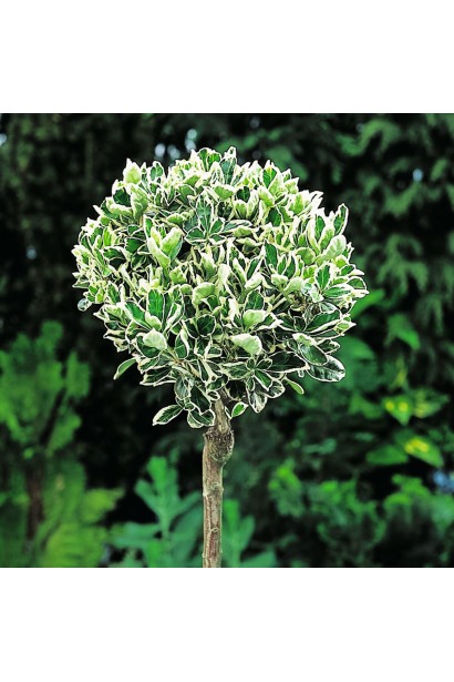 Бруслина форчуна куля на штамбі | Бересклет форчуна шар на штамбе | Euonymus fortunei ball on shtambe